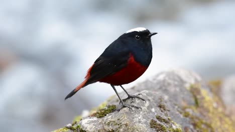 el colirrojo de cabeza blanca es conocido por su hermosa corona blanca, alas de color azul oscuro negruzco y marrón debajo de las plumas y su cola comienza con rojo