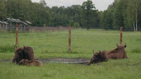 European-bison-lie-relaxed-next-to-waterhole-in