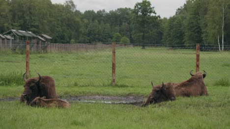 european bison lie relaxed next to waterhole in