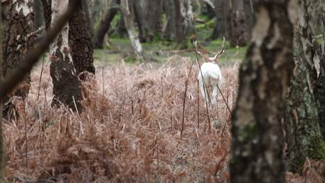 Hirsch-Im-Neuen-Wald,-Clip-14