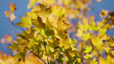 Hermosos-Colores-De-Otoño