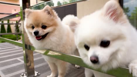 two little pomeranian spitzes are begging for a appetizer. close-up.