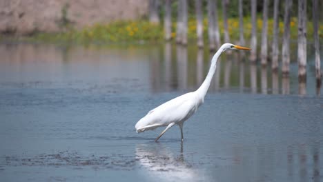 Western-great-egret-wading-bird-striding-in-river,-clapping-its-beak