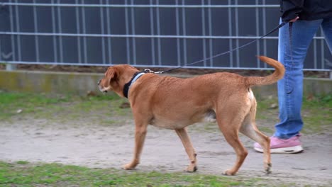 Hund-Läuft-An-Der-Leine,-Von-Der-Seite-Gesehen