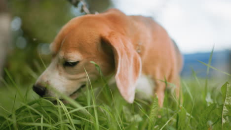 close up view of bull dog playing joyfully with lush green field grass under bright daylight, captured with soft natural background of trees, showcasing playful energy, and outdoor happiness