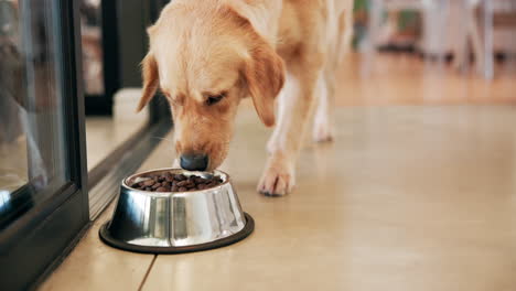 golden retriever eating from a bowl