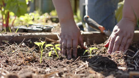 Primer-Plano-De-Una-Mujer-Birracial-Mayor-Plantando-Semillas-En-Un-Jardín-Soleado,-Cámara-Lenta