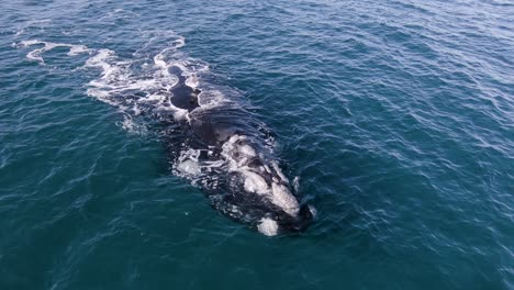 Seagull-Attack-Whale-Landing-on-Whale´s-Back-and-biting---Aerial-shot-Slowmotion