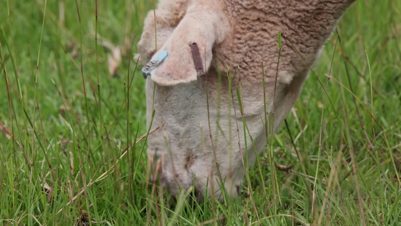 un primer plano extremo de ovejas pastando en la exuberante hierba verde.
