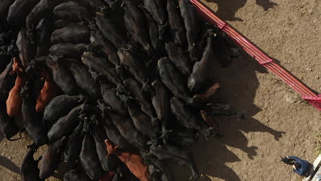 overhead aerial shot of a stock pen full of cattle