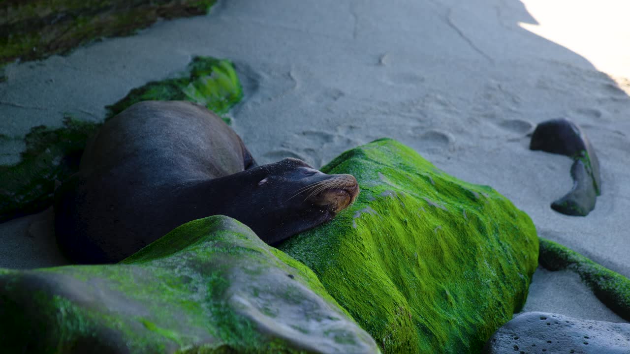 Seal on beach sleeping on rock with green moss shaded