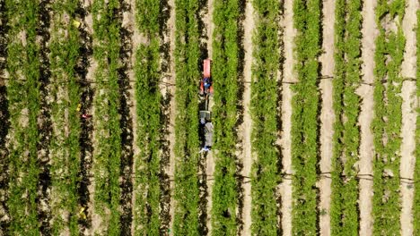 Un-Viñedo-En-Worcester,-Sudáfrica