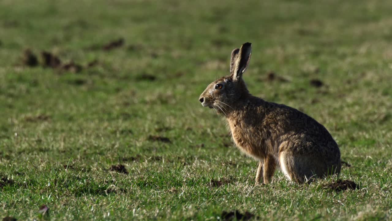European Hare in a Field