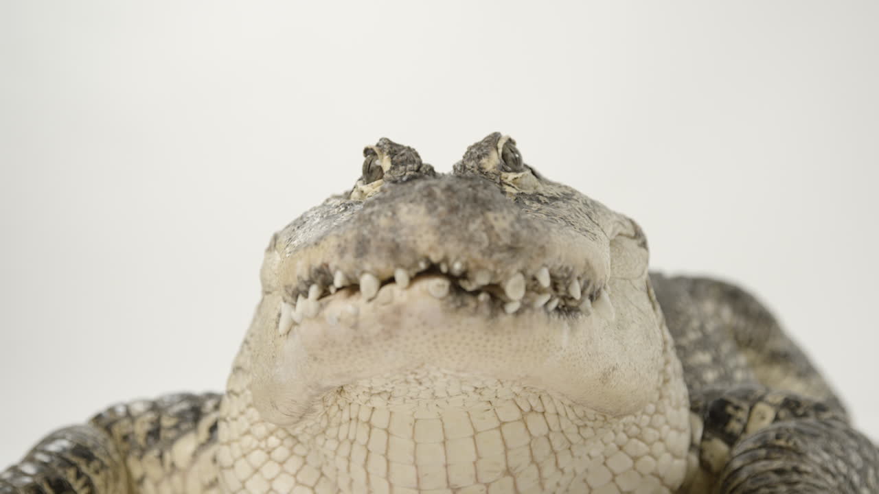 ángulo bajo de un caimán mirando a la cámara