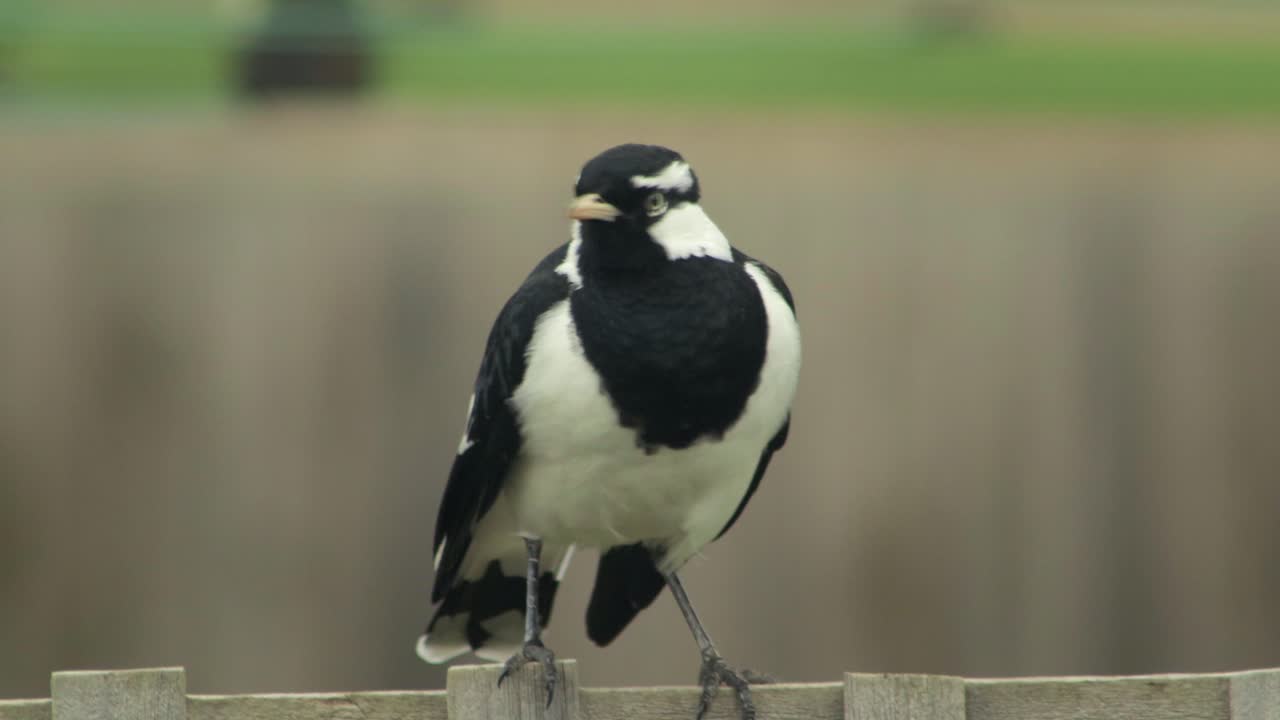 수 모래새, 마피-모래새, 울타리 트레리스에 앉아서 날아가는 새, 오스트레일리아, 지프스랜드, 마프라, 빅토리아