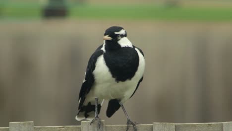 male mudlark magpie-lark bird perched on fence trellis flying away australia gippsland maffra victoria