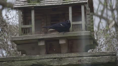 toma en cámara lenta de un pájaro negro alado rojo alimentándose de un alimentador de madera