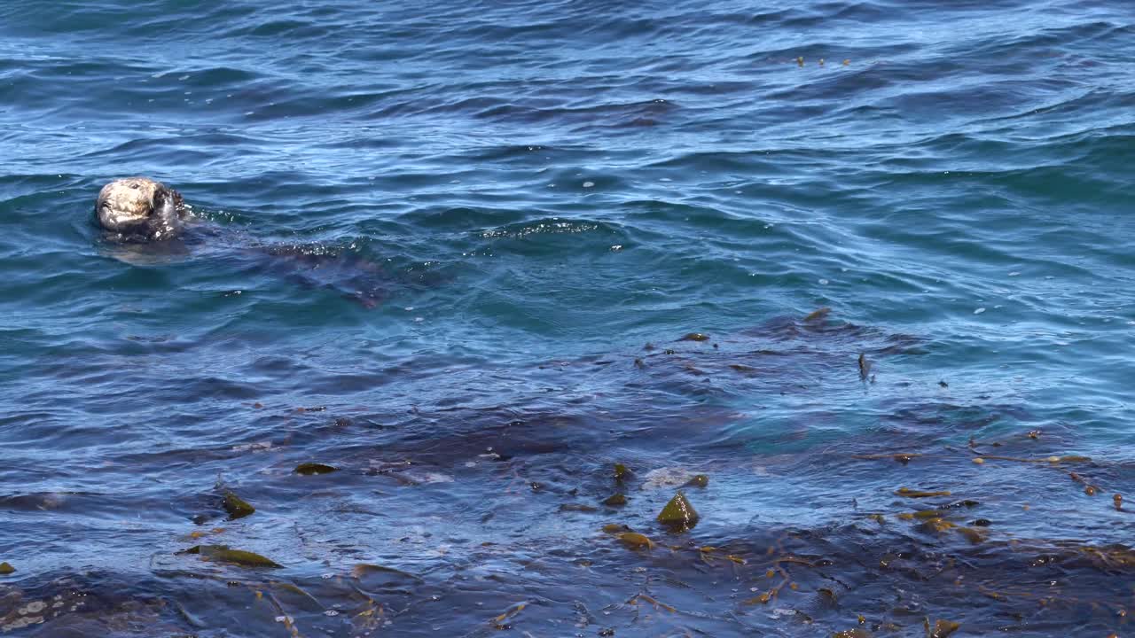 캘리포니아 몬테레이 베이의 다시마 숲 위에서 먹는 해달