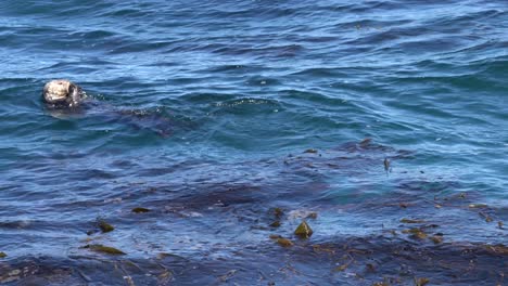 Sea-otter-eating-above-the-Kelp-Forest-of-Monterey-Bay,-California