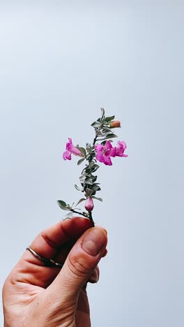 pequeñas flores púrpuras en la mano