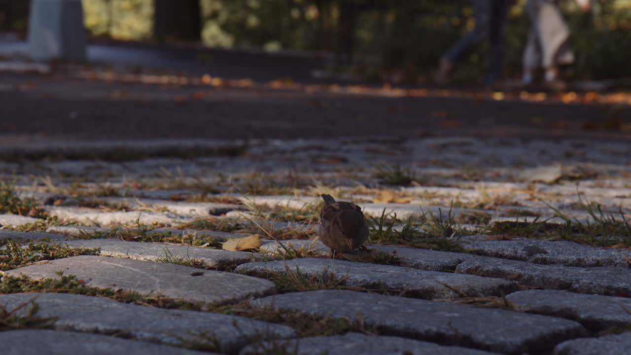 뉴욕 맨하탄 센트럴 파크의 포장된 보도에서 먹이를 주는 집 참새 도시 새, 백그라운드에서 걷는 사람들