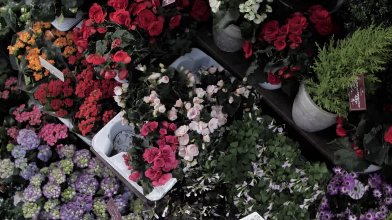 High-resolution video of the vibrant Carlsplatz, the camera gently descends, capturing colorful flowers amid lush greenery in slow motion, highlighting the bustling market scene with white price tags