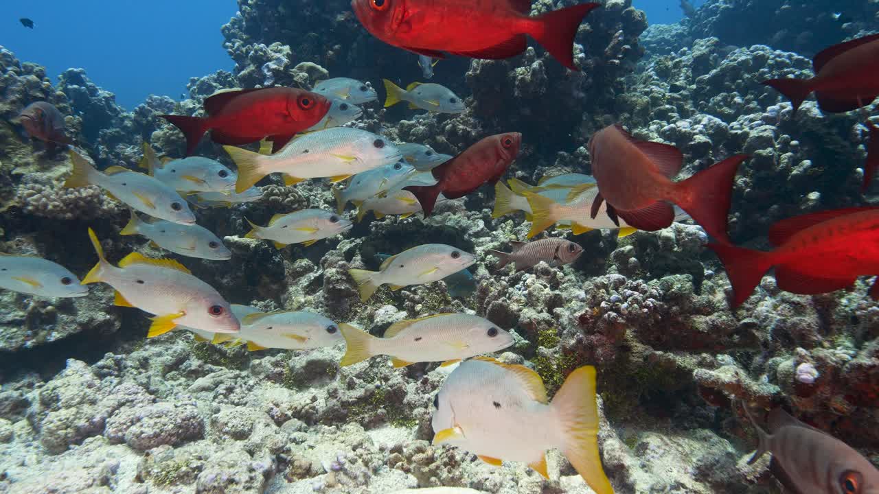 escuela de peces de ojos saltones y pargos en el arrecife de coral tropical del atolón de fakarava, polinesia francesa - toma en cámara lenta