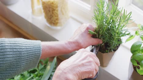 Close-up-of-senior-caucasian-woman-standing-in-kitchen-and-preparing-dinner