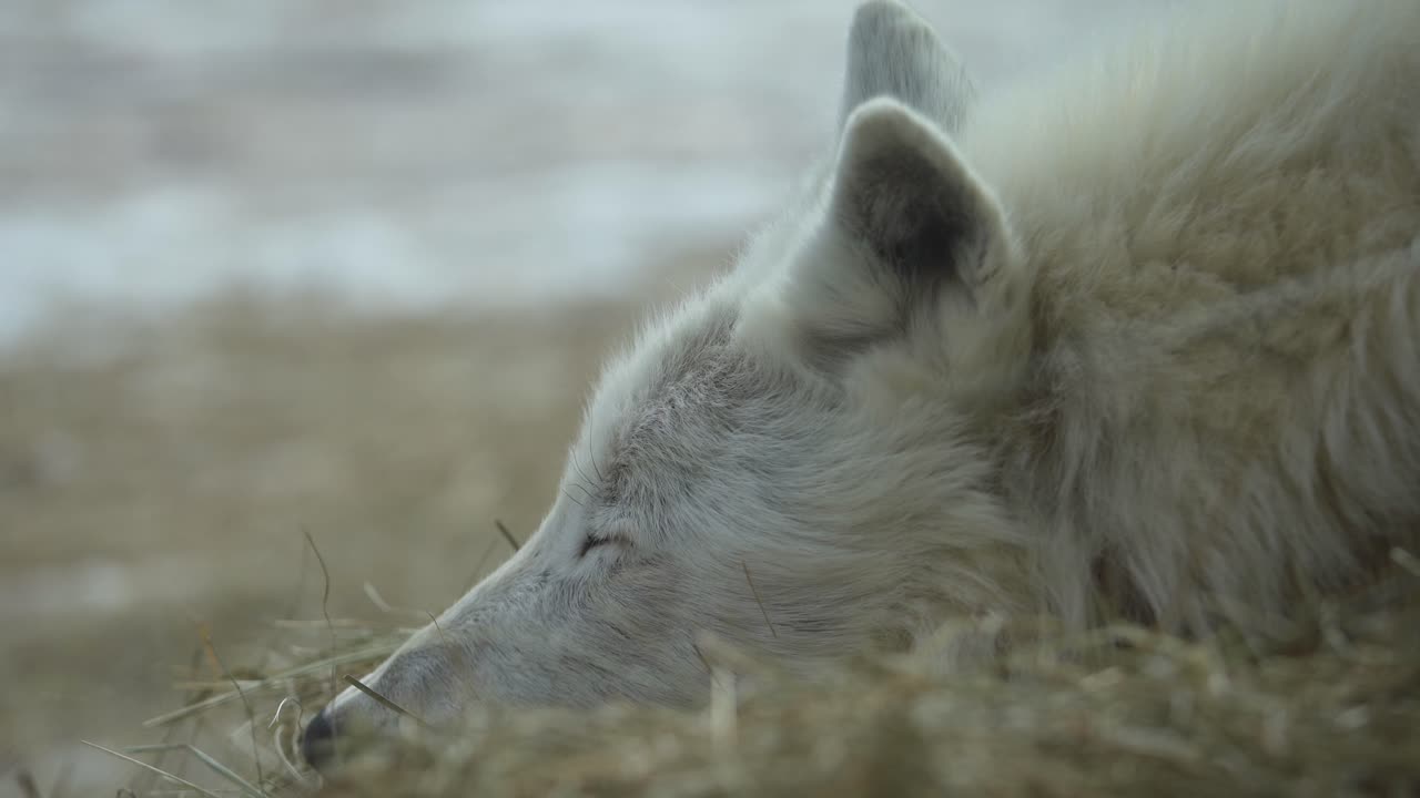 Close up of a sleeping white wolf's head