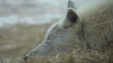 close up of a sleeping white wolf's head