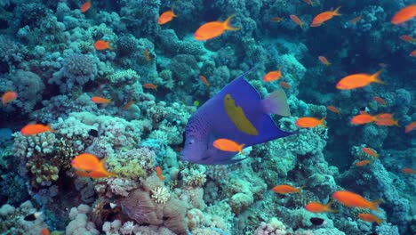 yellowbar angelfish swimming along a school of sea goldies among the coral reef