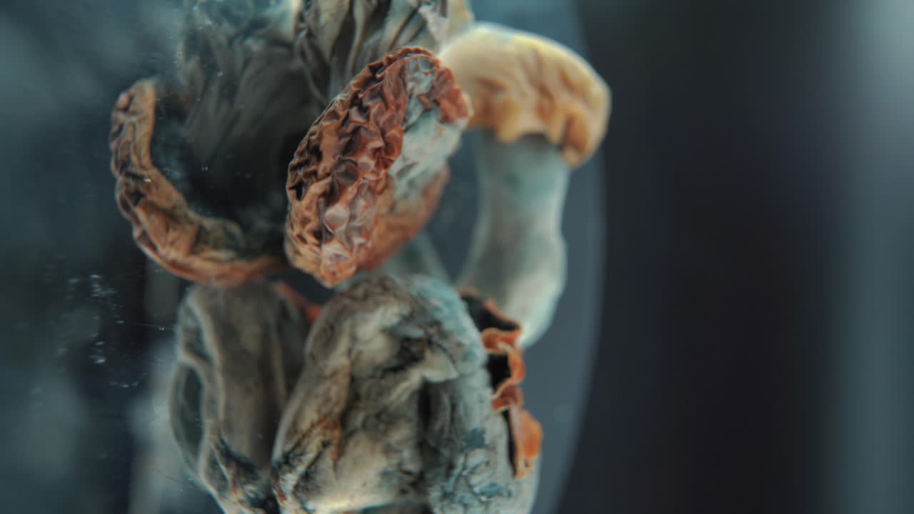 una toma cinematográfica macro vertical de un hongo seco de psilocibina psicoactiva mágica con una tapa roja amarilla, en un soporte reflectante giratorio de 360 en un laboratorio, iluminación de estudio, video 4k