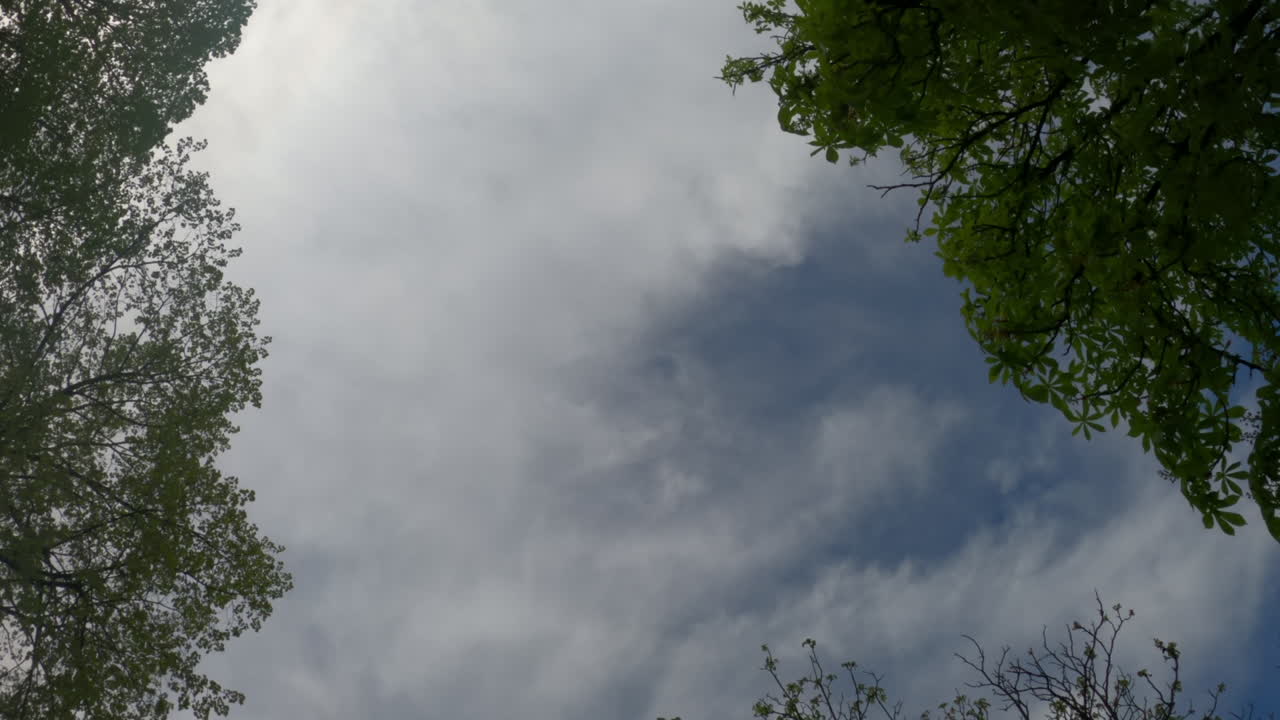 가로수 골목을 통해 운전