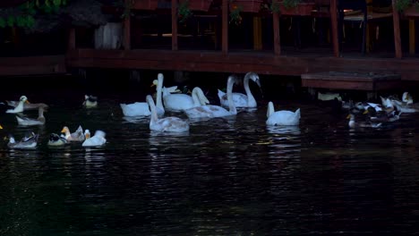 Flock-of-white-swans-and-ducks-feeding-on-shore-of-lake