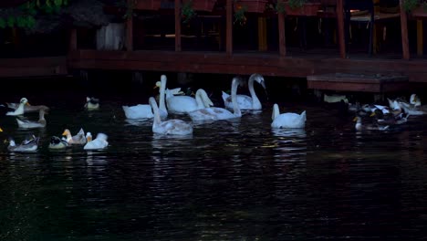 flock of white swans and ducks feeding on shore of lake