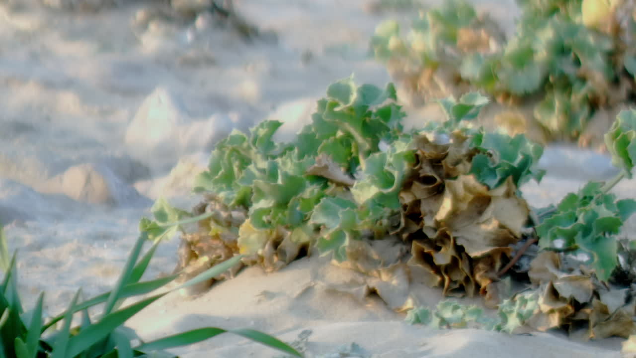 Plants growing in the sand vibrating in the wind.