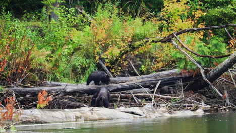 family of grizzly bears foraging around dead fallen tree on riverbank in canada