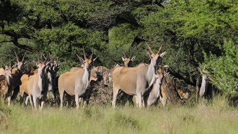 an eland antelope herd in natural habitat, mokala national park, south africa