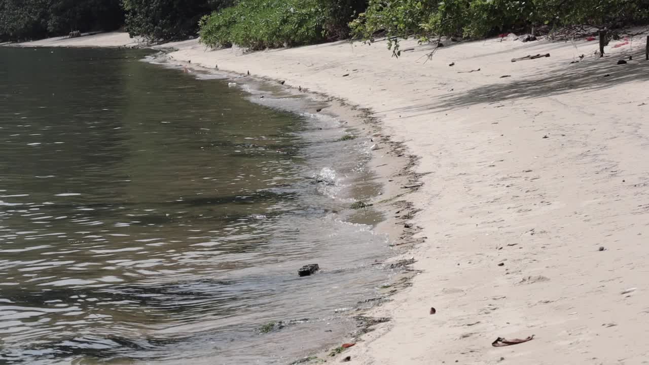 el mar sucio y una playa tranquila con bosque al lado