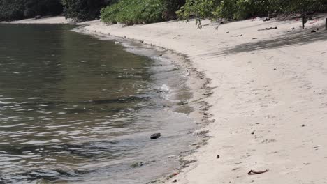 the dirty sea and a quiet beach with forest beside