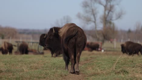 bison-walking-down-trail-turns-its-head-to-look-slomo
