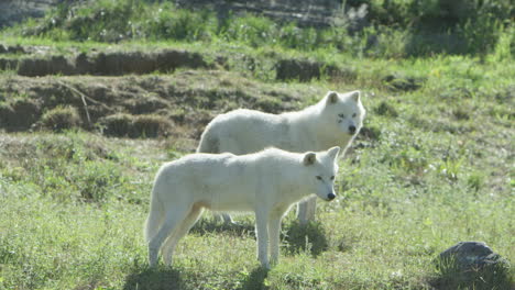 vida silvestre canadiense - lobos árticos en la tundra de verano