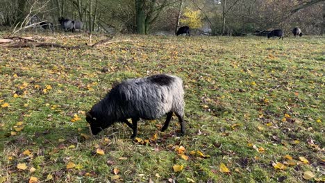 close up shot of grazing and eating ram buck sheep goat on pasture