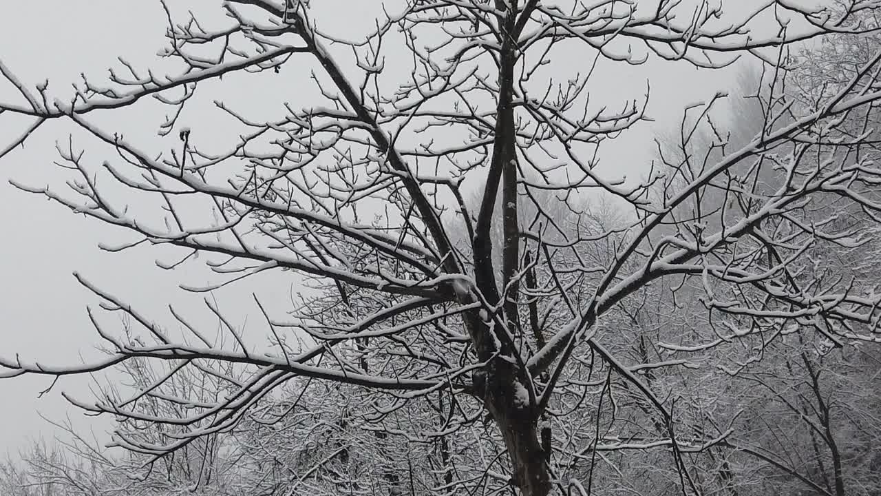 나뭇가지와 나뭇잎이 눈으로 뒤덮이는 것과 같은 고해상도 세부 사항으로 숲의 눈보라
