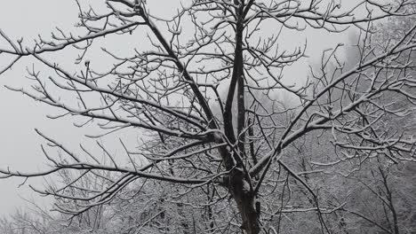 snowstorm in the forest, in high resolution details like branches and leaves getting covered in snow