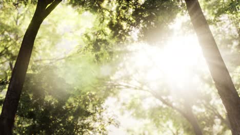 bosque de alerces con luz solar y sombras al amanecer