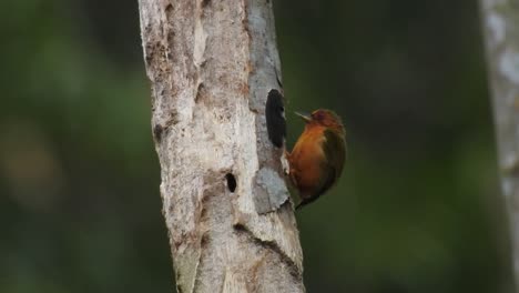 rufous piculet, cute little bird is pecking at dry wood