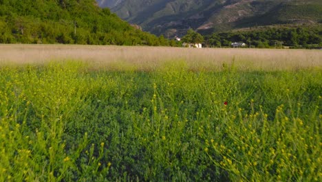 Vuelo-De-Bajo-Nivel-Sobre-Un-Campo-Florido-En-Un-Valle-De-Montaña-Durante-El-Día-Soleado