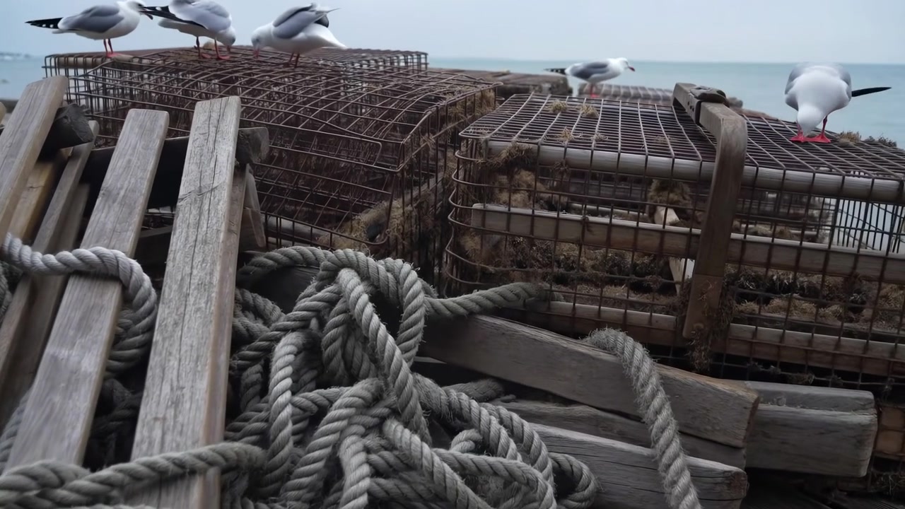 Seagulls Perched On Lobster Traps Rope, Weathered Wooden Dock, Overcast Sea Horizon, Fisherman Gear Stacked,