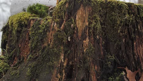 Old-trunk-covered-with-moss-and-emerging-from-the-snow